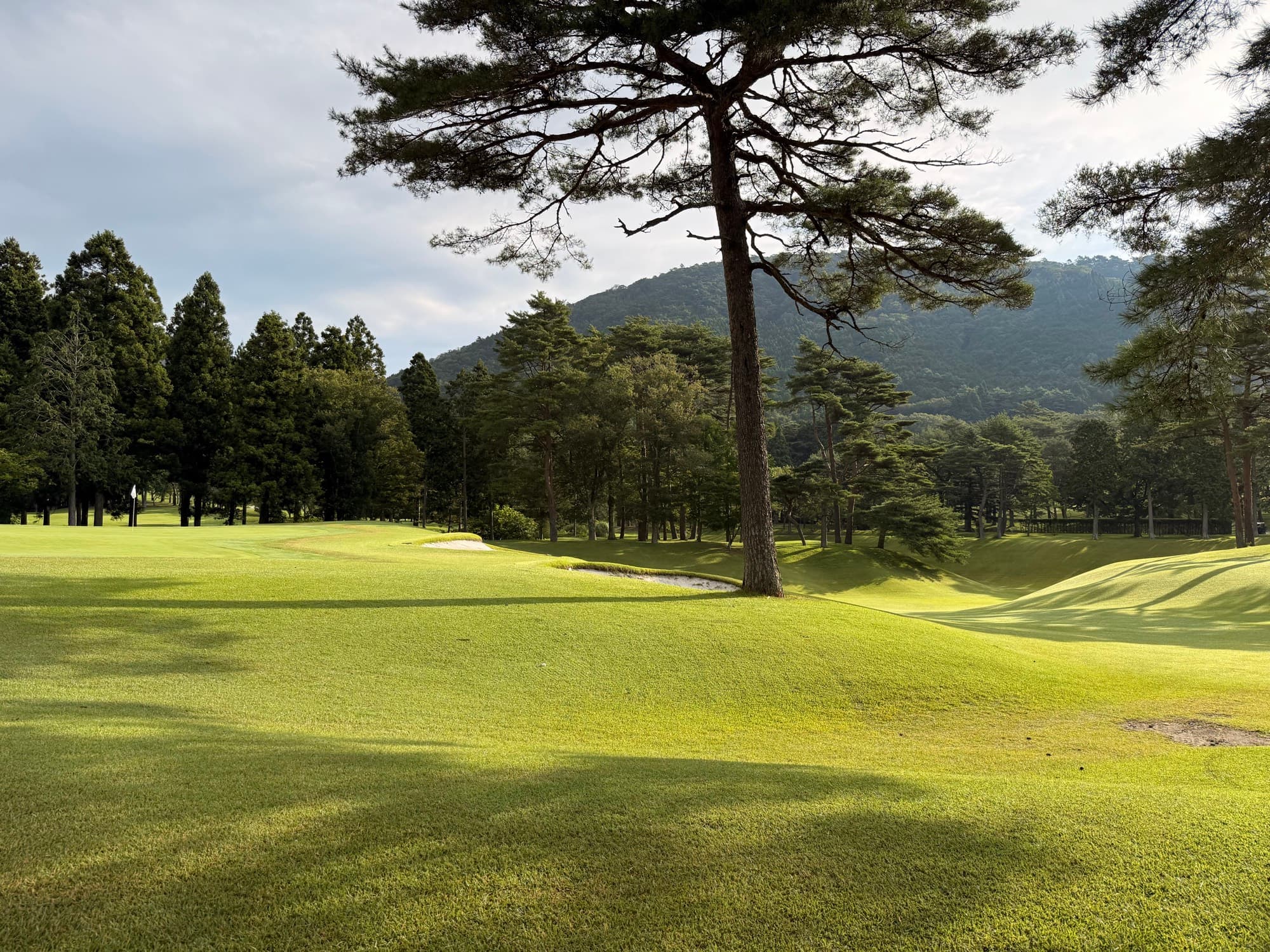 A lone pine standing over the fairway